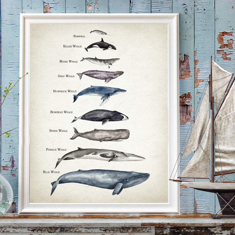 Whale and Shark Watercolor Prints - Educational Nursery Wall Art - Gathering Littles