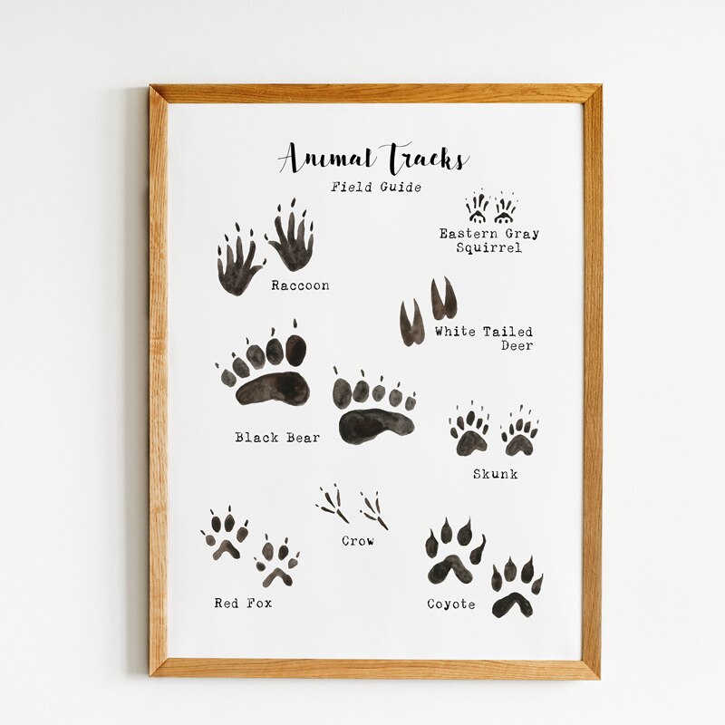 Woodland Animal Tracks Poster Canvas Art Prints , Animal Tracking Footprints Canvas Painting Wall Picture Rustic Nature Decor - Gathering Littles