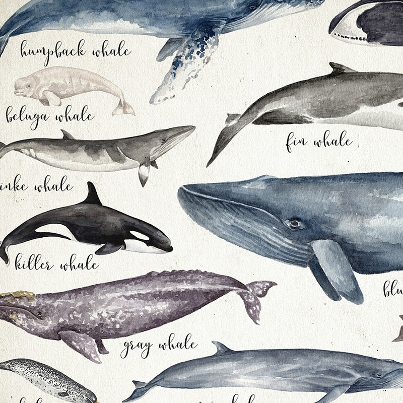 Whale and Shark Watercolor Prints - Educational Nursery Wall Art - Gathering Littles